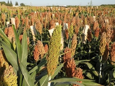 Understanding the Benefits of Sorghum Silage for California Dairies
