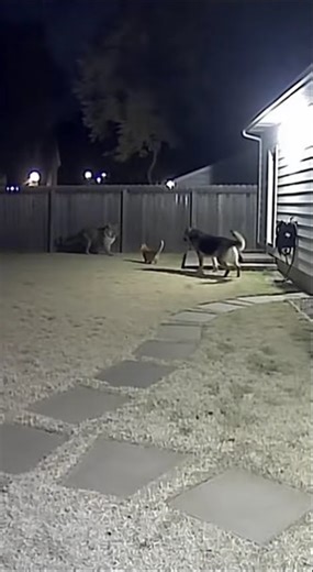 Leopard Jumps Fence to Attack Cat But German Shepherd Fights Back!