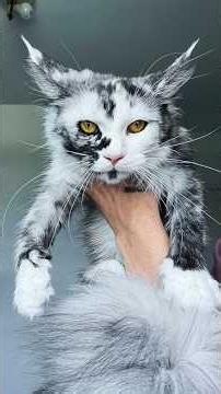 She Has One Of The Rarest Cats In The World 😂