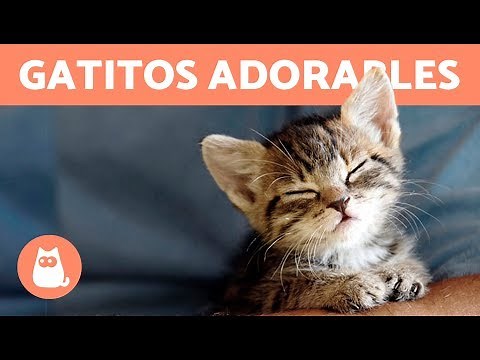 VÍDEOS DE GATOS Y GATITOS ADORABLES