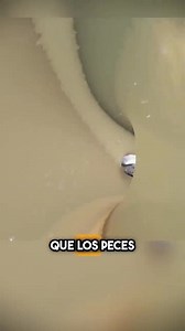 Los salmones ahora nadan río arriba a través de pueblos y bosques utilizando un sistema innovador llamado el Cañón de Salmones, que les ayuda a sortear barreras como las represas. Los primeros modelos requerían carga manual, pero ahora los salmones ingresan por sí mismos y viajan a velocidades de hasta 30 kilómetros por hora. El sistema también detecta especies invasoras, como la carpa asiática, que son eliminadas. Además, el tubo está rociado con una niebla para garantizar que los peces permane