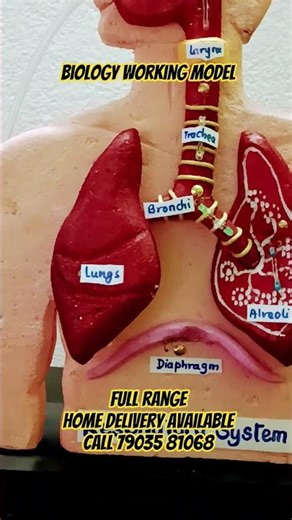 biology working model school model and project
