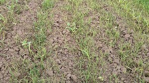 4.1K views · 170 reactions | CONTACT SPRAY UPDATE! CHECK NA NATIN ANO NA NANGYARI SANA D NAMATAY ADLAI NATIN @followers #fbreels23 #fbreelsfypシ゚viral #fbreels #fbreelsvideo #gofarmtv #fbshorts #agriculture #rice #cornrows #harvest | GoFarm TV | Facebook