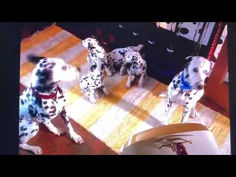 Disney Sing-Along Songs, 101 Dalmatians: Pongo & Perdita (1996)-“K9 Krunchies”