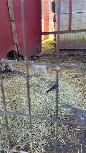 Clover and Honey say good morning from the Old Red Barn of Geneva! | The Old Red Barn of Geneva