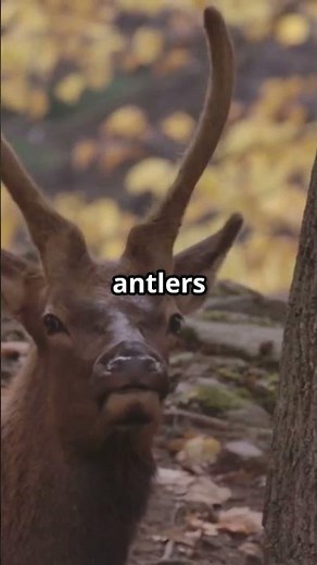 Deer Facts You Didn't Know!