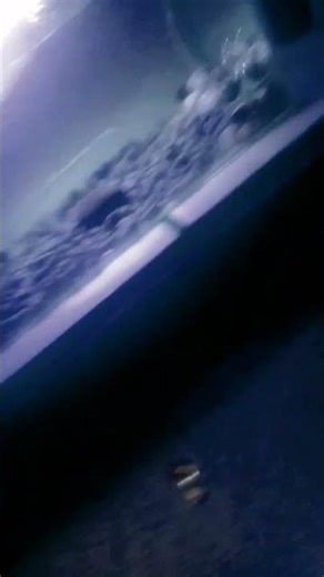 my snakehead fish tank setup