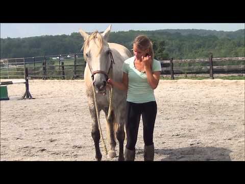 How to Halter a Horse