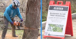 Timber!: Russian olive tree removal project underway at Kathryn Albertson Park