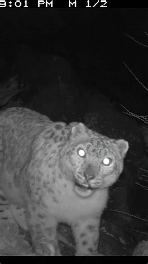 White leopard roaring into a webcam