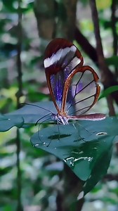Glasswing Butterfly (Greta Oto), video taken by Elis Beza | Macro Micro World