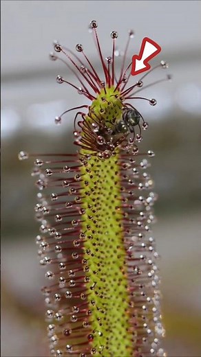 The Reason Sundews Eat Insects