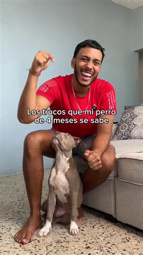 Todos los trucos que @Thor El Pitbull se sabe! #dog #perro #trainer #entrenador #puppy