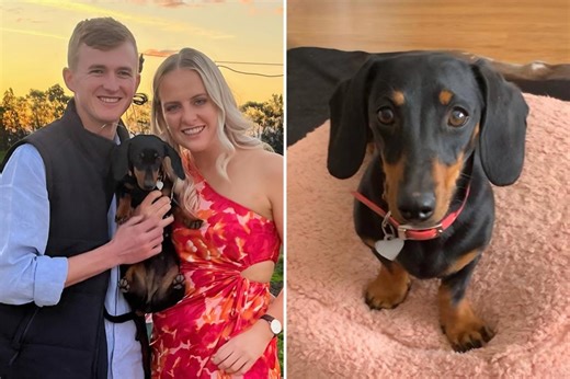 ‘Australia’s favorite fugitive’ — a dachshund named Valerie — is finally rescued after being on the run for 529 days
