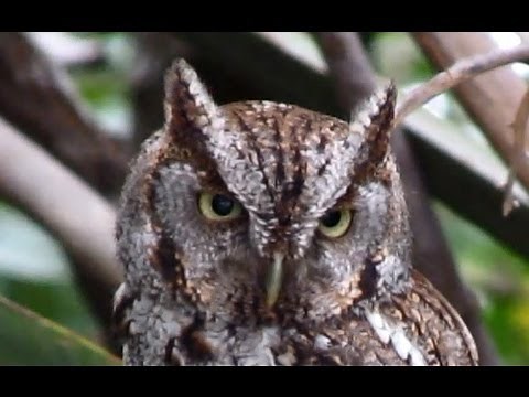 Owl Rotates Head For 360 Degree Vision