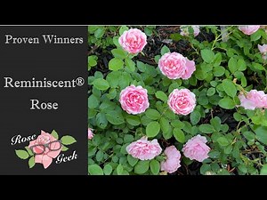 🌹Reminiscent® Pink and Crema roses in 4k /Proven Winners black spot resistant in zone 8a