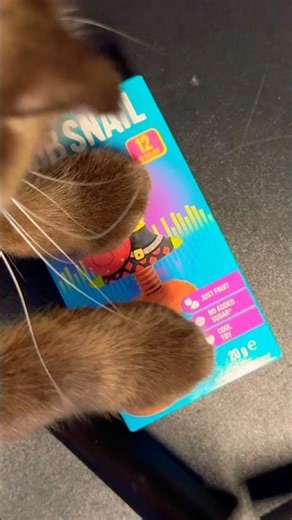 Bob snail music fest розпакування з котиком Оскаром #unboxing #shortvideo #shorts #cat #unpacking