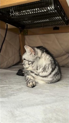 向こうの方を向いてる猫の横顔を楽しむ動画 #Shorts