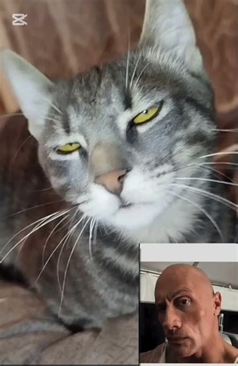My cat looks like The Rock! #cat #cats #funnycats #catvideos #cutecat