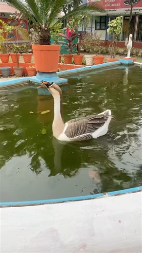 Graceful Swan Swimming in Pond | Peaceful Nature | #youtubeshorts