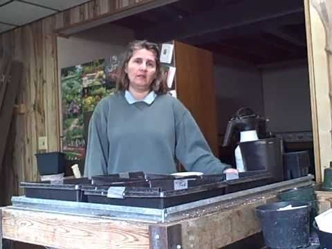 How to Grow Planting Hard to Please Vinca Flowers from Seed