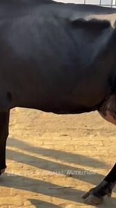 86K views · 4K reactions | Top jersey cow #kashmirDiary #FarmersMarketVibes #morehealth #MoreMilk #coworking #USA #UKVibes #CanadaLife #AussieFarmers #FarmingInUSA #AnimalNutrition #TopBreedCows #ViralReels #DailyReels #FarmLife #GlobalFarming #AgricultureWorld | Blue Tulip Animal Nutrition | Facebook