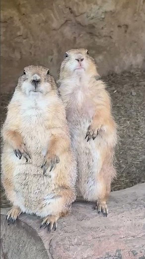 Prairie Dog Jailbreak || ViralHog