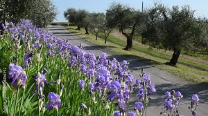 Tuscan landscape. Iris in bloom swaying in the wind in the Chianti region of Tuscany with olive trees in the background. The iris (Iris Pallida), the symbol of the city of Florence. Italy.