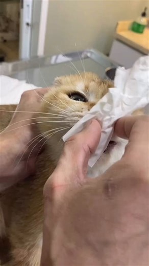 Is that mucus or a noodle?