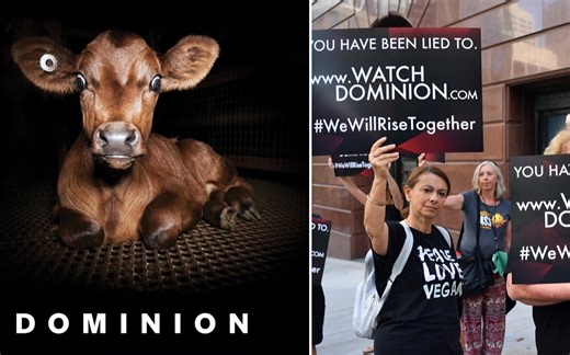 【纪录片中英双字】Dominion《统治》地球上还有哪些鲜为人知的真相与危机，这部IMDb评分9.1的纪录片告诉你答案