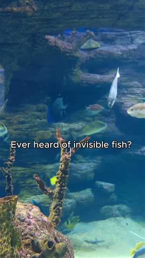 Fish Facts That Will Blow Your Mind!🤯🐡