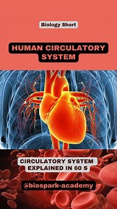 🔴 Circulatory System Explained | Human Body Science The circulatory system is one of the most vital systems in the human body, responsible for transporting oxygen, nutrients, and hormones while removing waste products. In this reel, you’ll learn how the heart, blood vessels, and blood work together to keep our body functioning smoothly. From arteries and veins to capillaries, every part plays a key role in maintaining life. Understanding the circulatory system in humans is essential for student