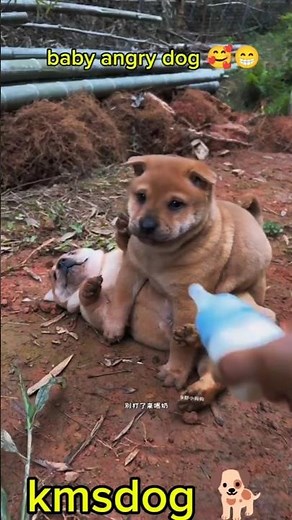 funny dog videos shorts 🤣 #dog #funny #pets #funnyanimals