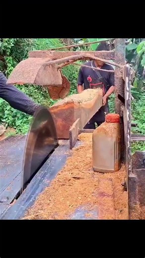 Milling a Big Pin Oak at the Sawmill