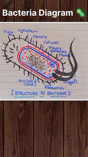 Bacteria simple diagram #medicalknowledge #biologyclass