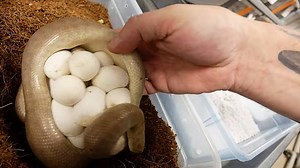 612K views · 6.7K reactions | SNAKE EGGS!! I pull a huge clutch of eggs from one of our children's pythons. #brianbarczyk #snakeeggs | Brian Barczyk | Facebook