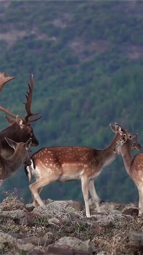 Discover Fascinating Wildlife on TikTok