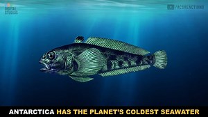 Fish living in the oceans around Antarctica seem like they should freeze to death--but they don't. Why don't they? | Reactions