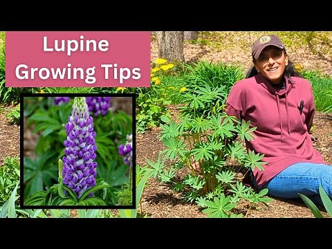 How To Grow & Transplant Lupine Successfully 🌱