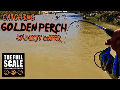 Catching GOLDEN PERCH In Dirty Water | Murray River Fishing | The Full Scale