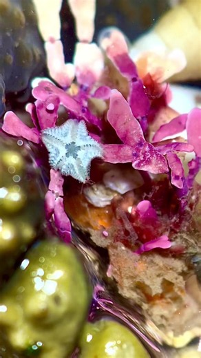 Sea Stars Microscopic Structures