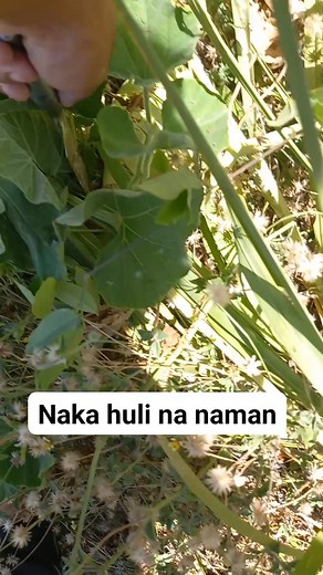 Samuel Muring on Reels