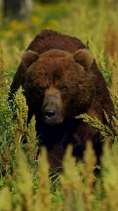 57K views · 382 reactions | Les attaques d’ours au Japon se multiplient avec 159 incidents entre avril et octobre. Les scientifiques pointent du doigt le réchauffement climatique, privant les ours de leur alimentation habituelle. Affamés, ils renoncent à hiberner, intensifient les attaques et visent davantage les promeneurs que leurs proies habituelles.  | Réel média | Facebook