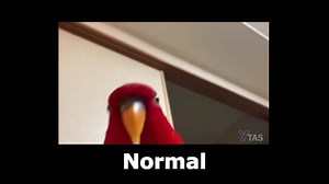 Red Bird Laughing #variation #bird #red #laugh