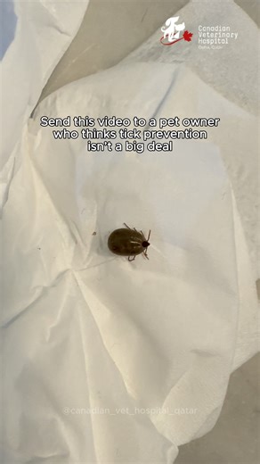 CANADIAN VETERINARY HOSPITAL, DOHA QATAR on Instagram: "Does your pet need tick prevention if they stay indoors? Yes. In cooler months? Yes. All year round? Absolutely. Ticks aren’t just uncomfortable. They feed on your pet’s blood and can cause anemia and serious diseases like Lyme disease, Anaplasmosis, and Ehrlichiosis, which is quite common in Qatar. Pets with Ehrlichiosis may show signs such as tiredness, weight loss, limping, poor appetite, bruising, or bleeding. In severe cases, it can be