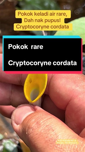 Pentingnya Melindungi Cryptocoryne Cordata yang Rare