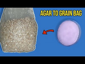 Agar To Grain Bags -Spawn Inoculation (Mushroom Cultivation)