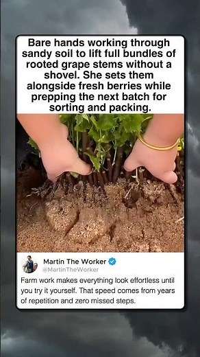 HARVESTING GRAPE SAPLINGS LIKE A PRO