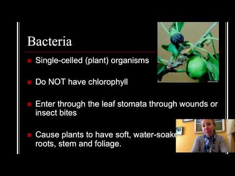 Plant Pathology: Understanding common diseases in plants [Horticulture 101 Series]