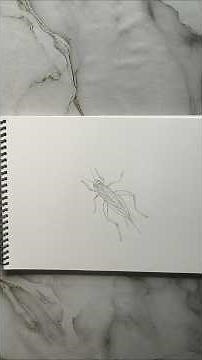 How to draw a Cricket insect/Very Easy Drawing/Beginners/Art